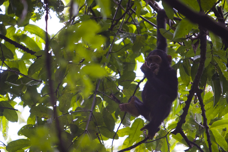 Chimpanzee In Tree
